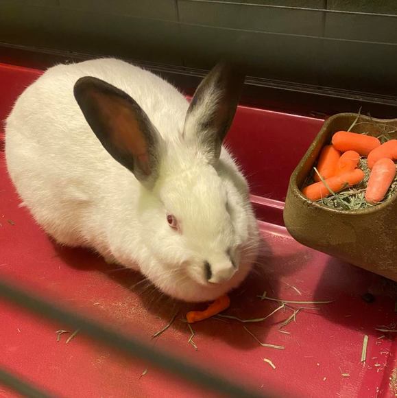 Meet your Posher, Francisca - Picture 1 of 1